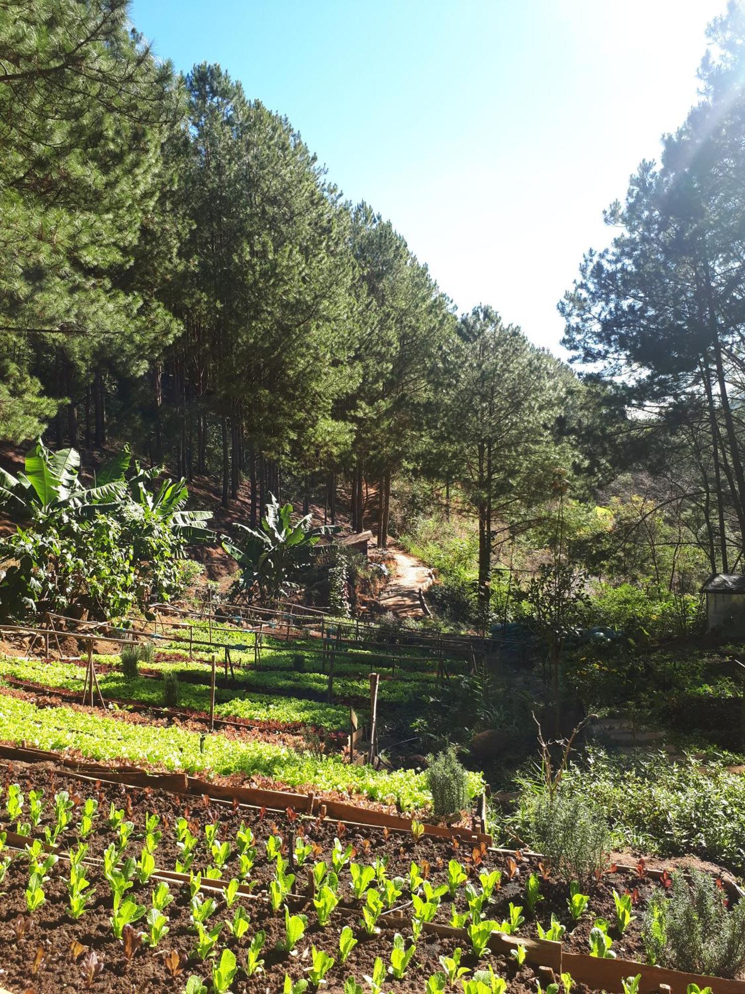 Mo Stay - Forest Resort Da Lat Exterior photo